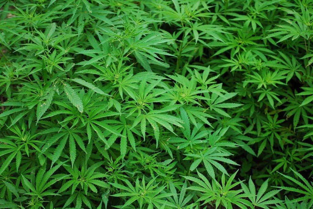 Consommation de cannabis et perte de poids : y a-t-il un lien ?